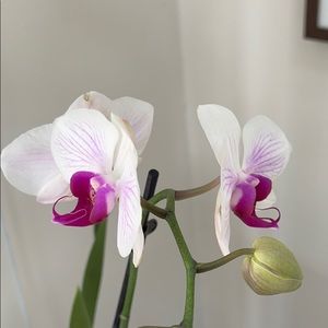 Meet your Posher, Amelia